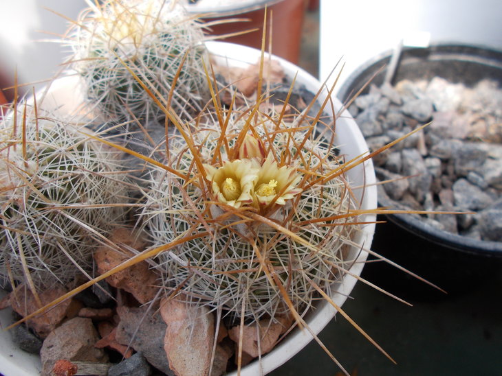 Echinofossulocactus albatus.JPG