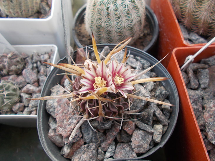 Echinofossulocactus phyllacanthus.JPG