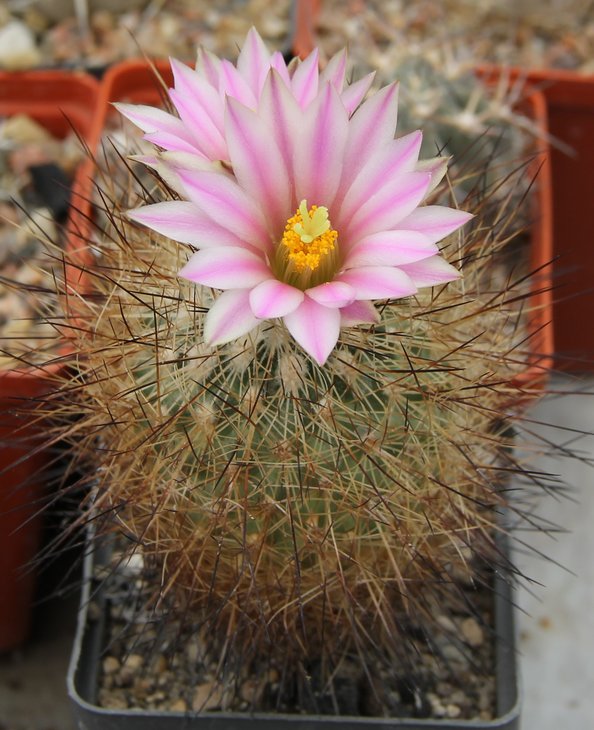Gymnocactus beguinii senilis francii MK74.229A