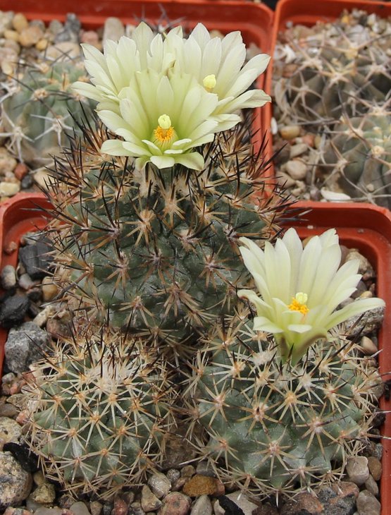Gymnocactus beguinii hintoniorum MN324