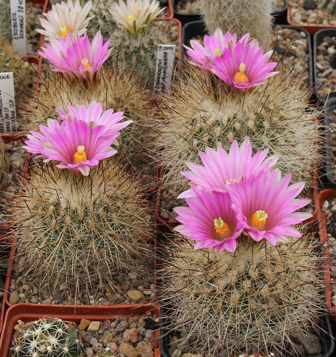 Gymnocactus beguinii francii n.n. MZ197 w. of Saltillo-El Chifon Coah..