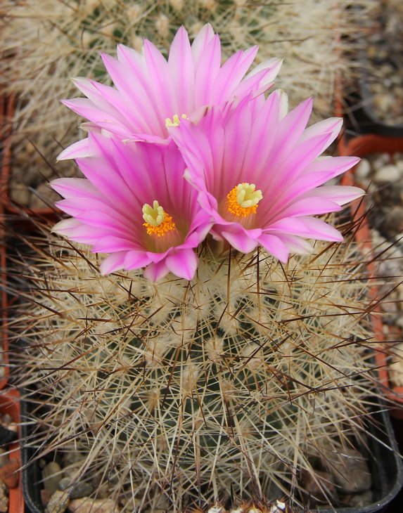 Gymnocactus beguinii francii n.n. MZ197 w. of Saltillo-El Chifon Coah.