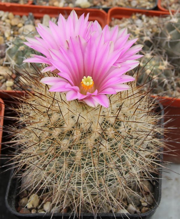 Gymnocactus beguinii francii n.n. MZ197 w. of Saltillo-El Chifon Coah.