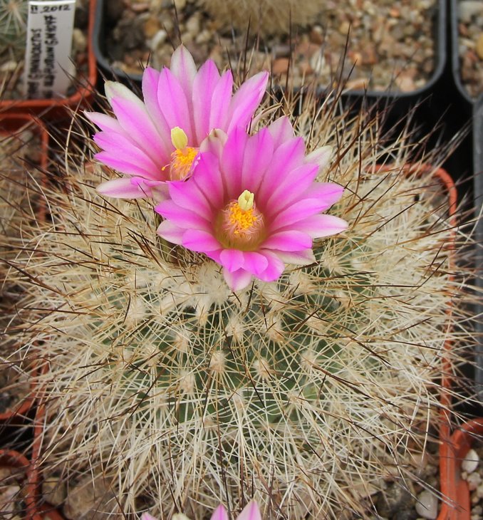 Gymnocactus beguinii francii n.n. MZ197 w. of Saltillo-El Chifon Coah.