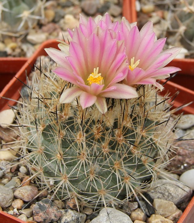 Gymnocactus beguinii albiflorus TCG41102