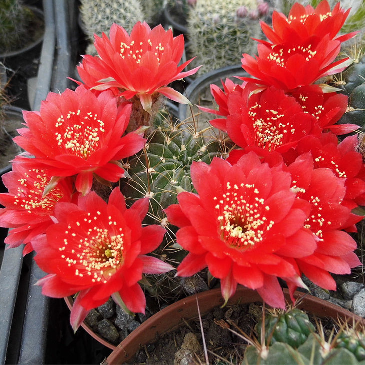 Lobivia hertrichiana f. binghamiana