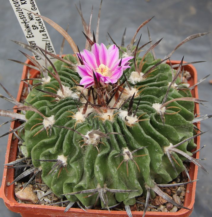 Echinofossulocactus  sp. KMR443