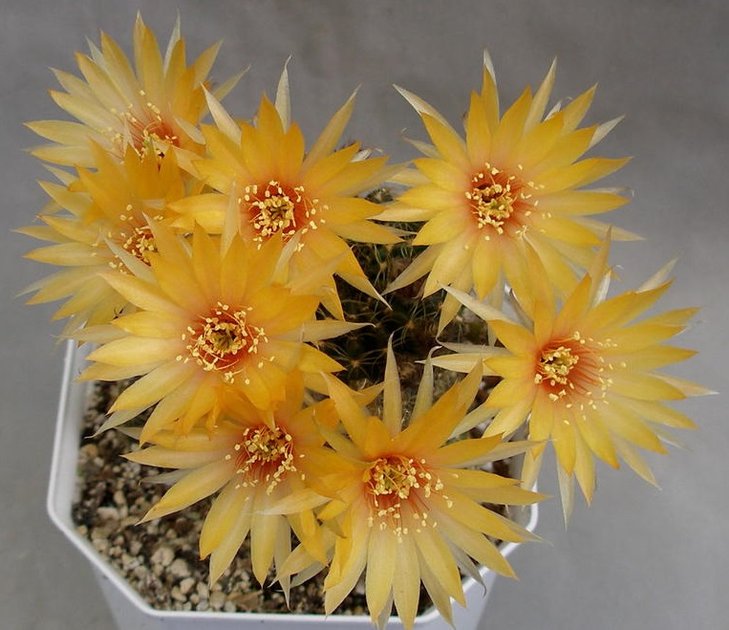 Lobivia arachnacantha