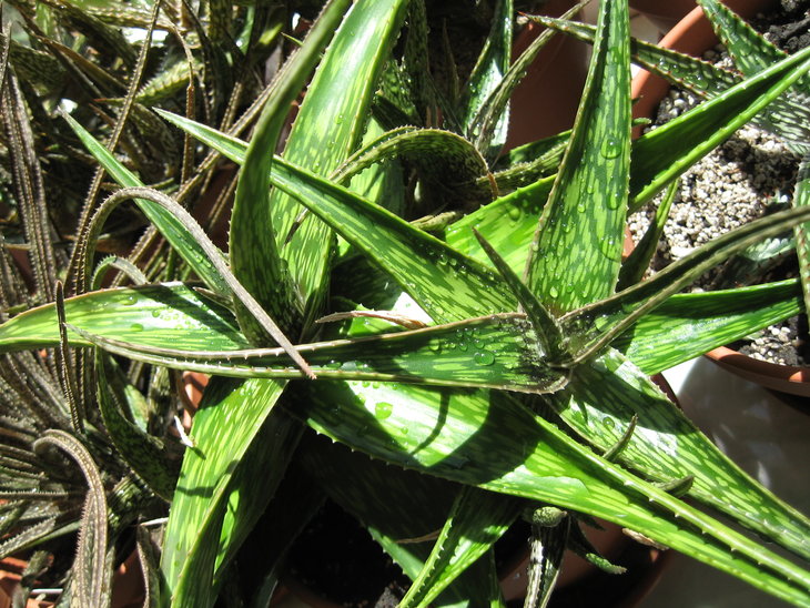 Aloe somaliensis 1.JPG