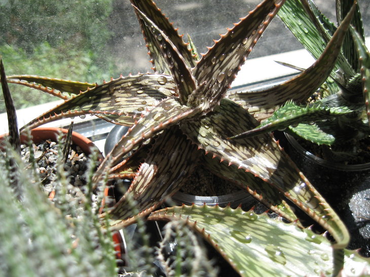 Aloe somaliensis 2-1.JPG