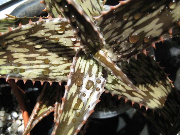 Aloe somaliensis 2-2.JPG