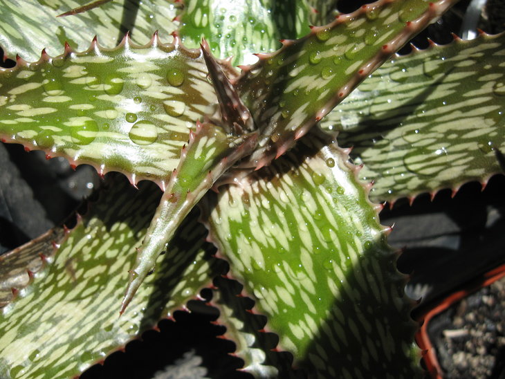Aloe somaliensis 3-1.JPG