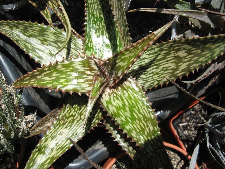 Aloe somaliensis 3-2.JPG