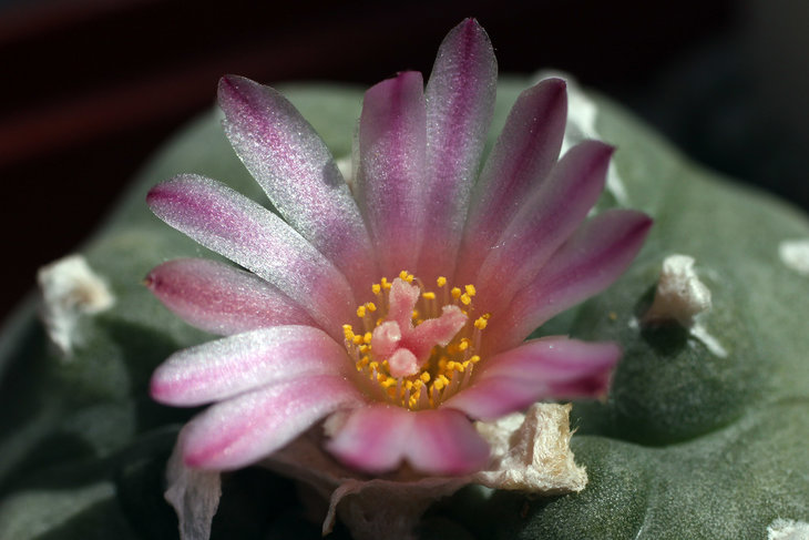 Lophophora jourdaniana