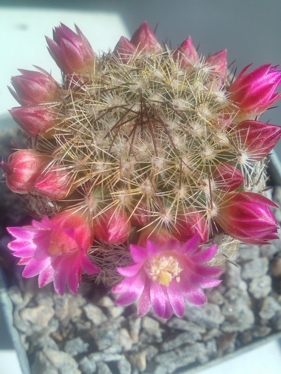 Mam.matudae