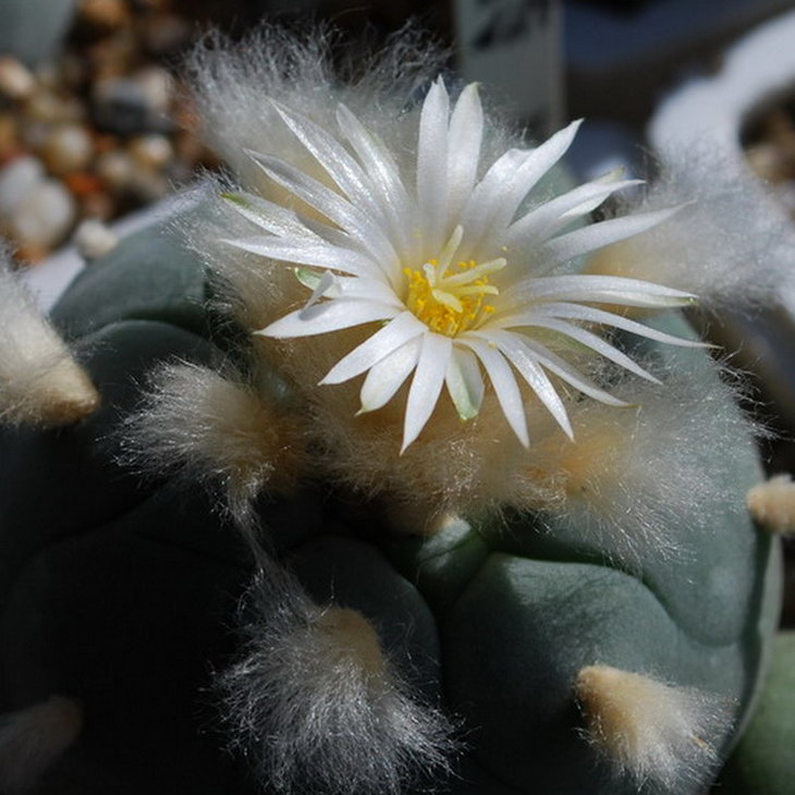 DSC_7300  L. diffusa.jpg