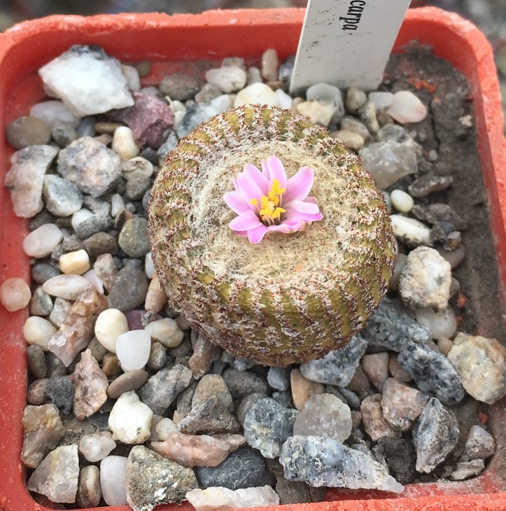 Yavia cryptocarpa