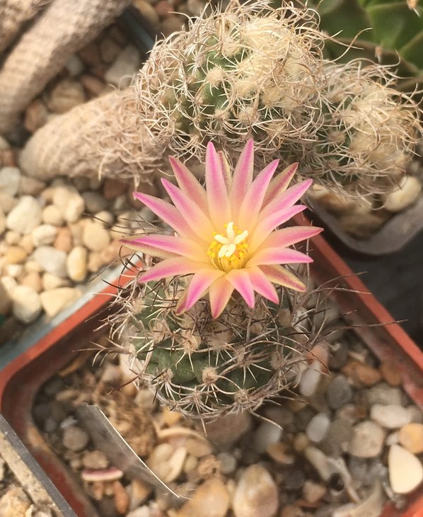 Turbinicarpus lausseri