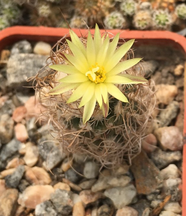 Turbinicarpus krainzianus v. minimus