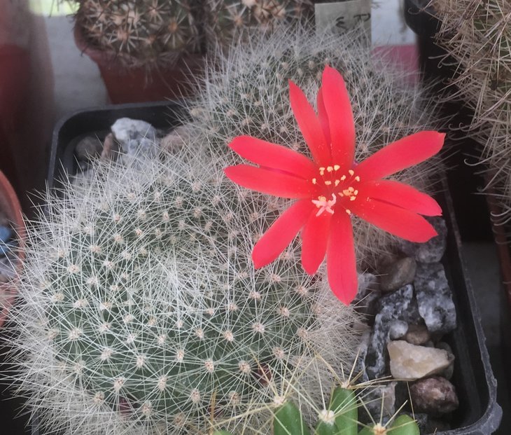 Rebutia wessneriana
