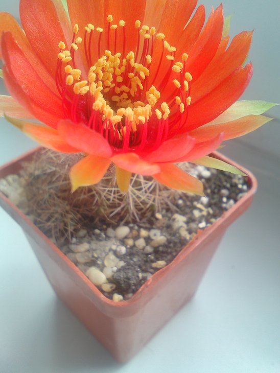 Lobivia densispina