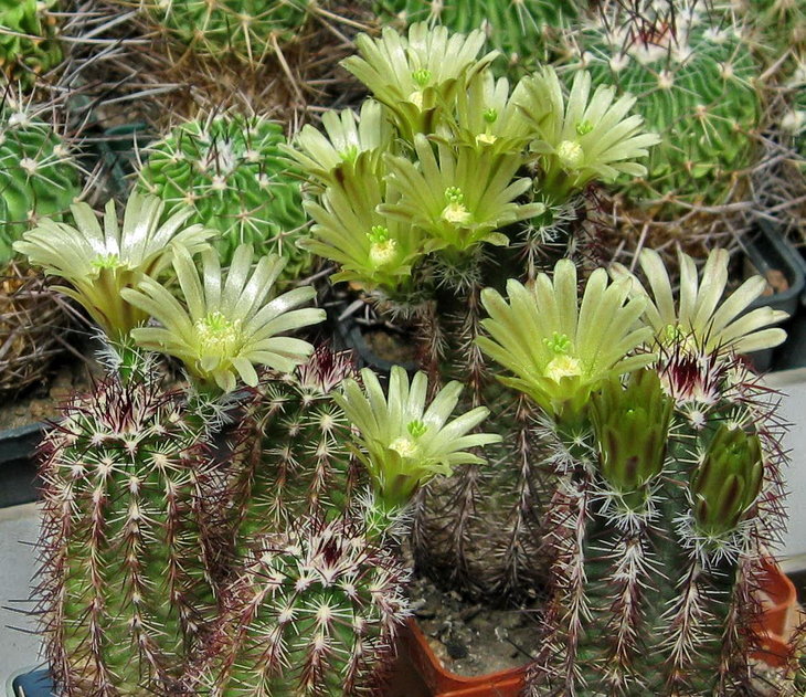 E.viridiflorus v.chloranthus.jpg