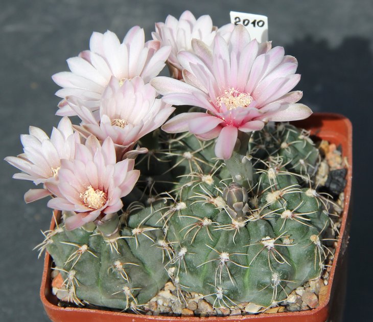 Gymnocalycium gaponii GN851a Los Molles, Córdoba.  KK356.635