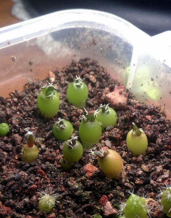 Ariocarpus retusus SB 68.jpg
