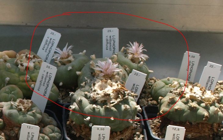 Розовоцветковая Lophophora diffusa