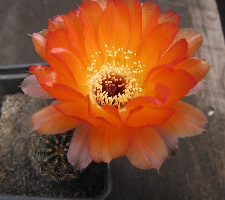 Lob. amblayensis v zapallarensis LT 328  (Piltz).jpg