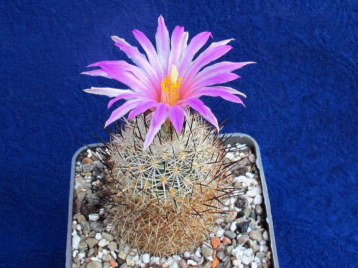Gymnocactus saueri v.nellisae