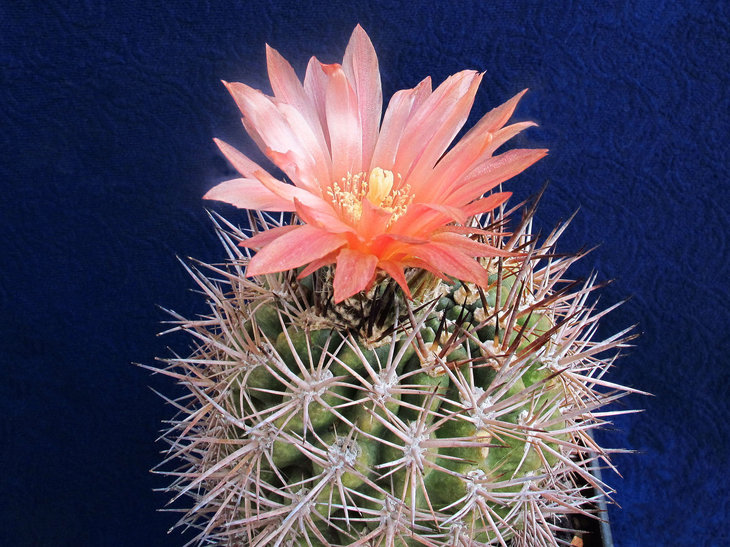 Horridocactus geissei