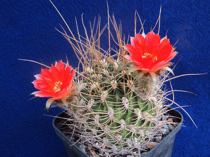 Lobivia sanguiniflora
