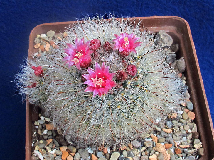 Mammillaria bocasana v.roseiflora