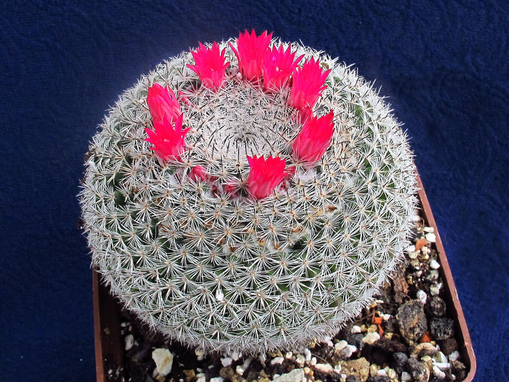 Mammillaria elegans
