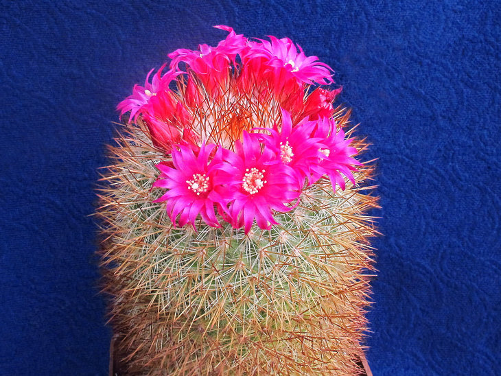 Mammillaria spinosissima