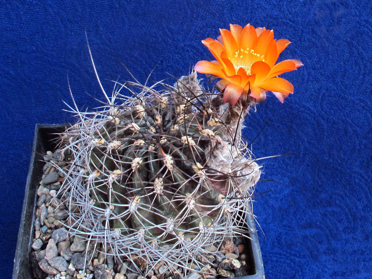 Lobivia sanguiniflora