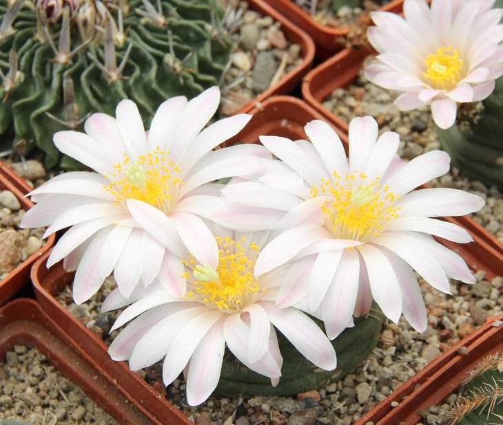 Echinocereus knipelianus