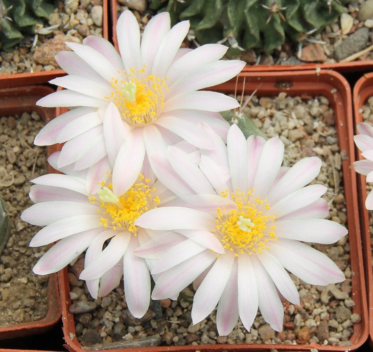Echinocereus knipelianus