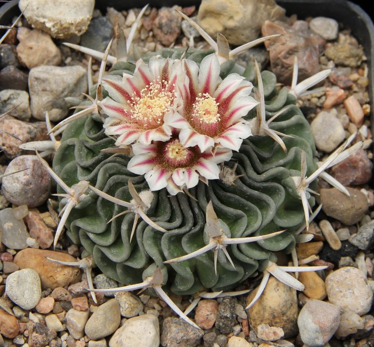 Echinofossulocactus crispatus gladiatus PAR132