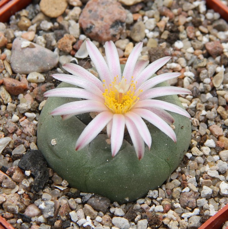 L. kohresii VM212