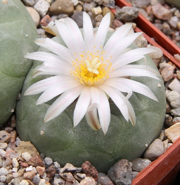 L. kohresii coll. Swoboda e of Cerritos- San Bartolo SLP