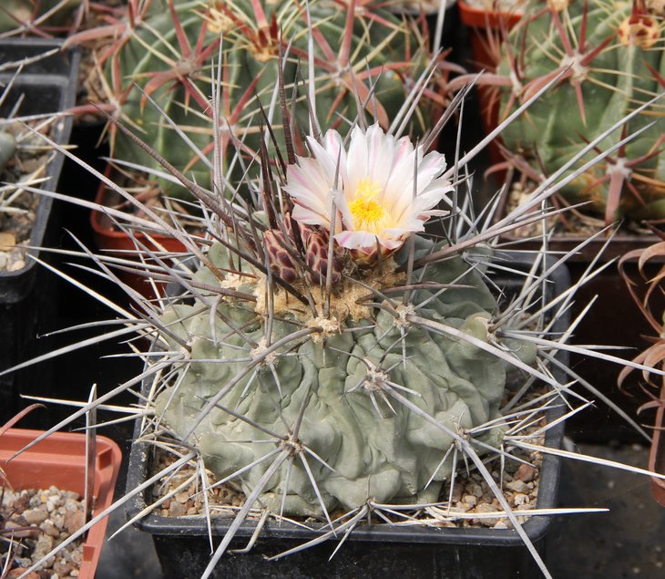 Thelocactus nidulans  Kohres