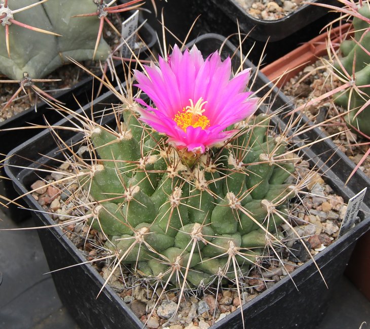 Thelocactus matudae PAN76