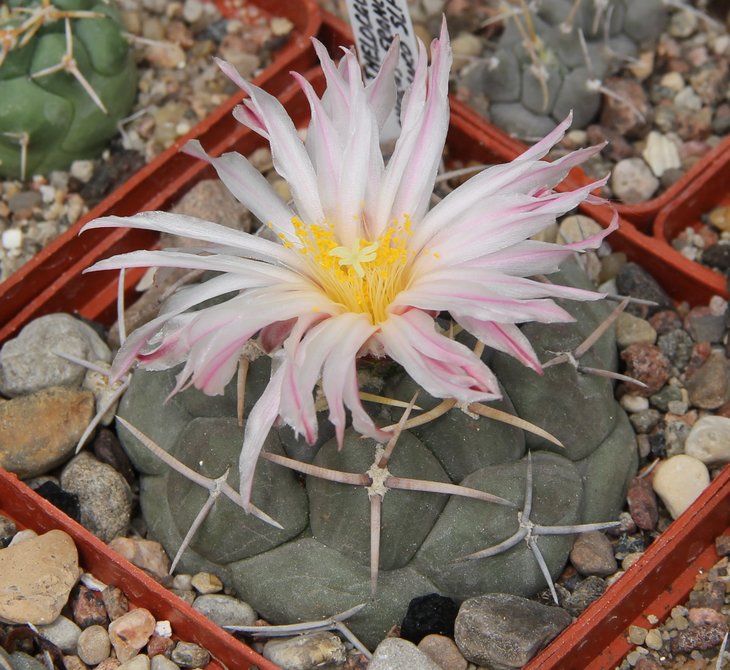 Thelocactus hexaedrophorus francii MK17.37 Charco Blanco SLP
