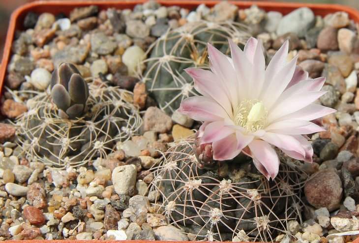 Gymnocalycium carolinense GN574   KK341.502