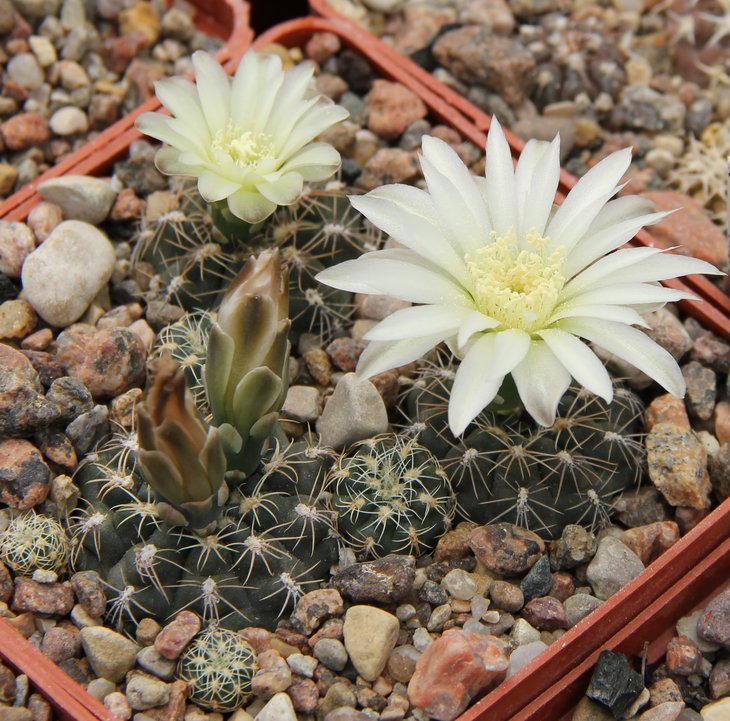 Gymnocalycium bruchii LB1086   Bercht1970