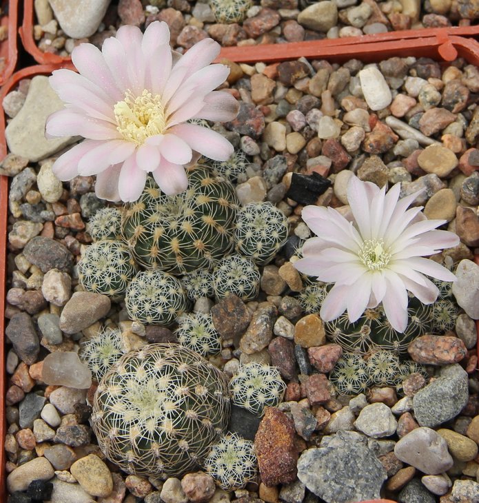Gymnocalycium bruchii LB976  Bercht1976