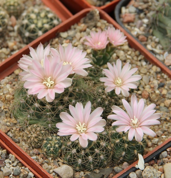 Gymnocalycium bruchii brigittae P214