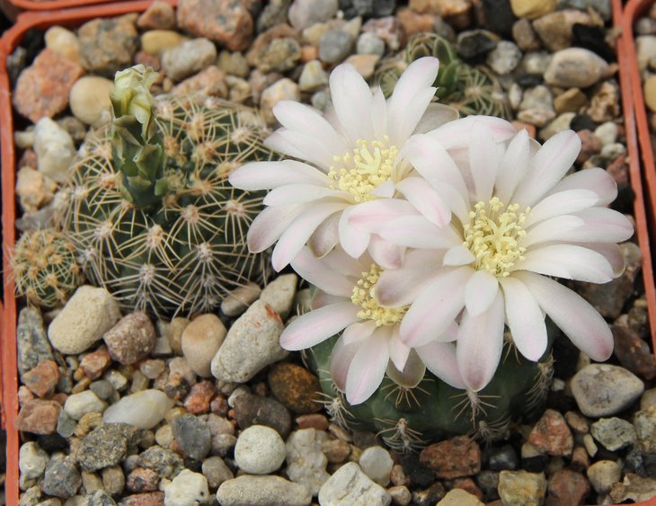 Gymnocalycium bruchii brigittae LF0093  Bercht1995